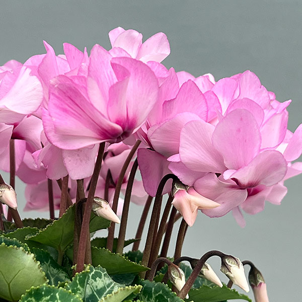 シクラメン（ミニ）：広原園さん変り咲き（25-04）プティ　ムーラン3号ポット【現品販売】