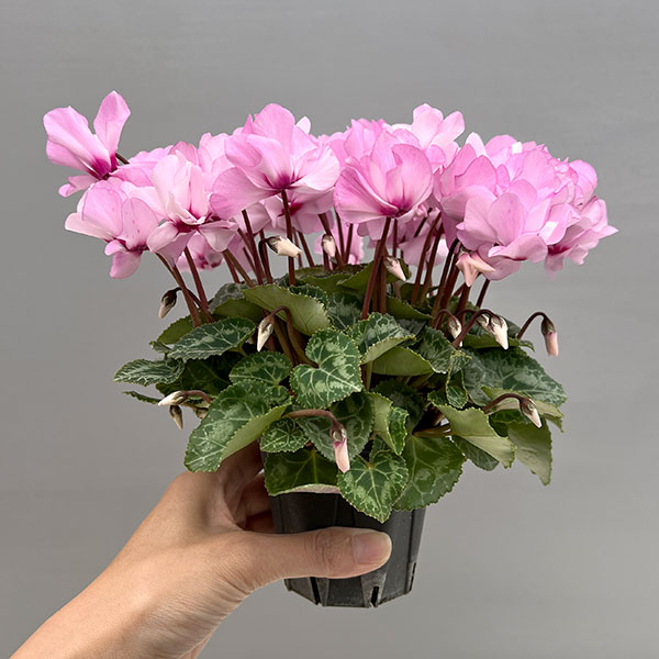 シクラメン（ミニ）：広原園さん変り咲き（25-04）プティ　ムーラン3号ポット【現品販売】