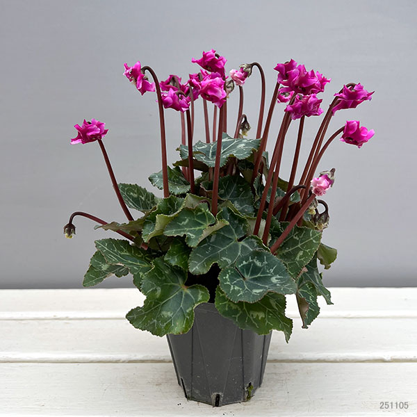 シクラメン(ミニ):広原園さん変り咲き(25-06)3号ポット【現品販売】