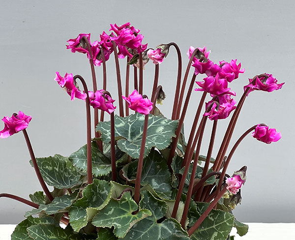 シクラメン(ミニ):広原園さん変り咲き(25-06)3号ポット【現品販売】