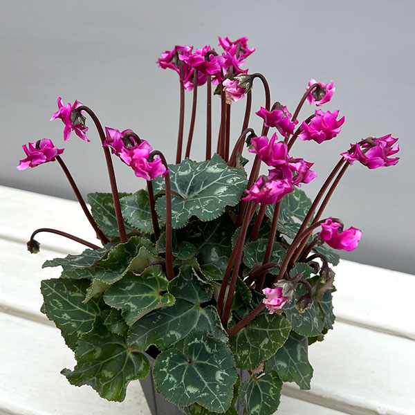 シクラメン(ミニ):広原園さん変り咲き(25-06)3号ポット【現品販売】