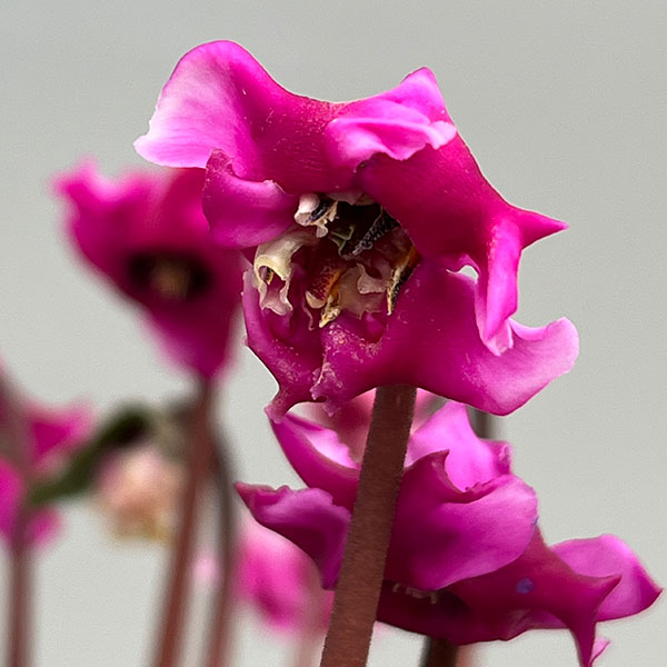 シクラメン(ミニ):広原園さん変り咲き(25-06)3号ポット【現品販売】