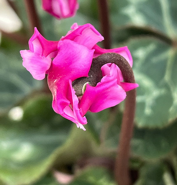 シクラメン(ミニ):広原園さん変り咲き(25-06)3号ポット【現品販売】