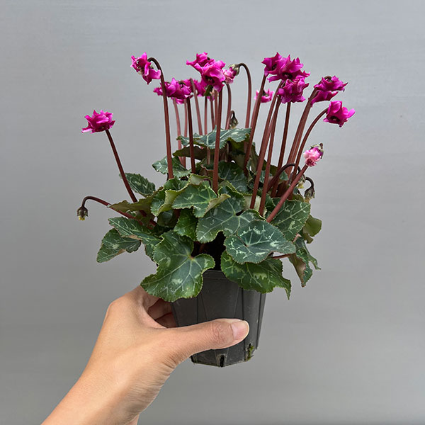 シクラメン(ミニ):広原園さん変り咲き(25-06)3号ポット【現品販売】