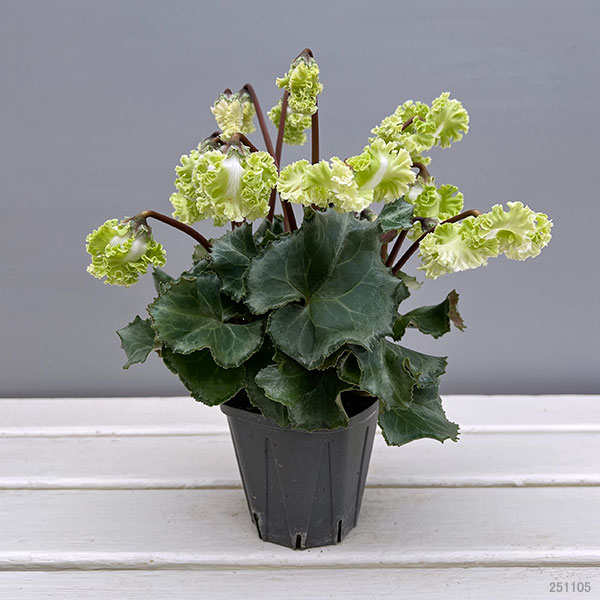 シクラメン（ミニ）：広原園さん変り咲き（25-08）コロナ　ブリリアントグリーン3号ポット【現品販売】