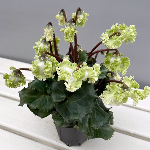 シクラメン（ミニ）：広原園さん変り咲き（25-08）コロナ　ブリリアントグリーン3号ポット【現品販売】