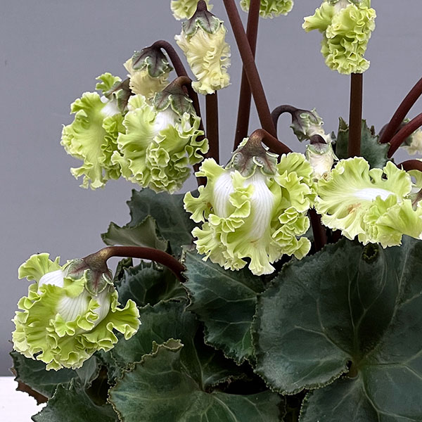 シクラメン（ミニ）：広原園さん変り咲き（25-08）コロナ　ブリリアントグリーン3号ポット【現品販売】