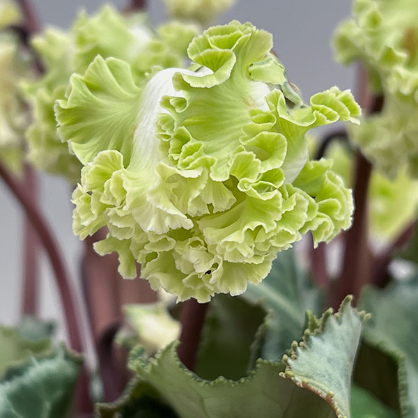 シクラメン（ミニ）：広原園さん変り咲き（25-08）コロナ　ブリリアントグリーン3号ポット【現品販売】