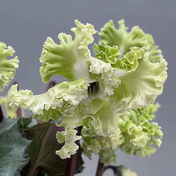 シクラメン（ミニ）：広原園さん変り咲き（25-08）コロナ　ブリリアントグリーン3号ポット【現品販売】