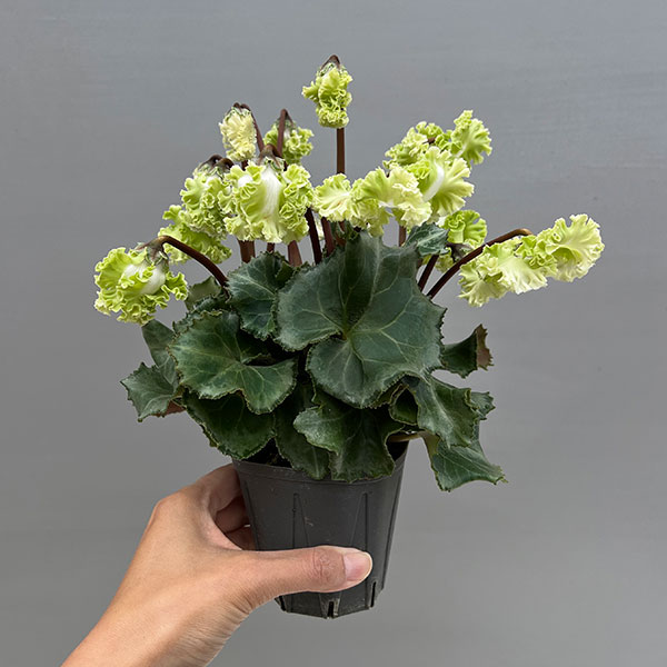 シクラメン（ミニ）：広原園さん変り咲き（25-08）コロナ　ブリリアントグリーン3号ポット【現品販売】