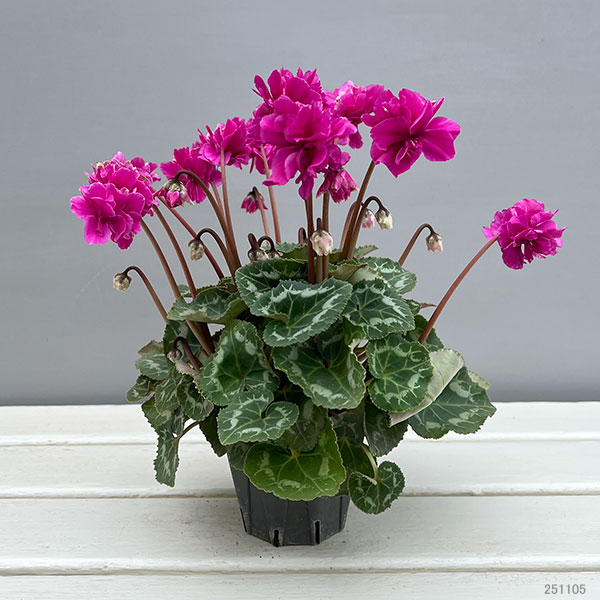 シクラメン（ミニ）：広原園さん変り咲き（25-09）3号ポット【現品販売】