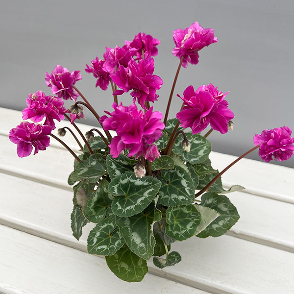 シクラメン（ミニ）：広原園さん変り咲き（25-09）3号ポット【現品販売】