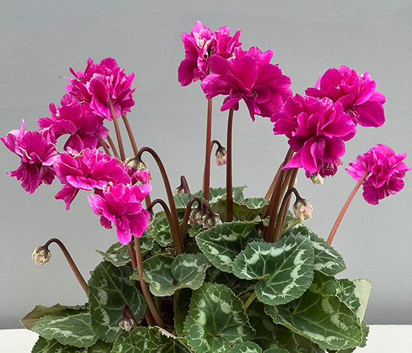 シクラメン（ミニ）：広原園さん変り咲き（25-09）3号ポット【現品販売】