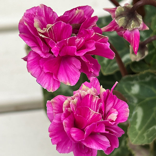 シクラメン（ミニ）：広原園さん変り咲き（25-09）3号ポット【現品販売】