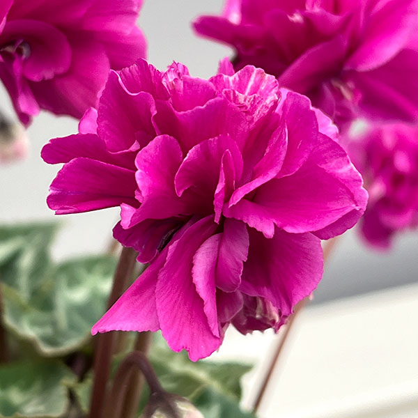 シクラメン（ミニ）：広原園さん変り咲き（25-09）3号ポット【現品販売】