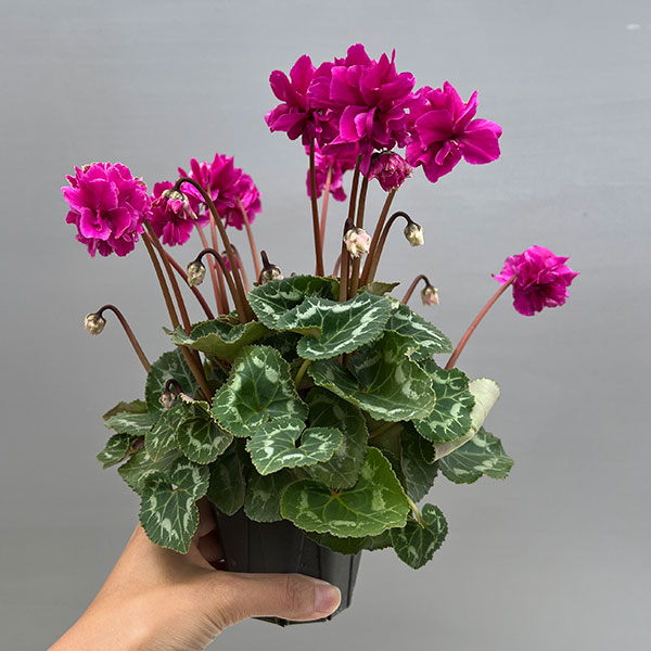 シクラメン（ミニ）：広原園さん変り咲き（25-09）3号ポット【現品販売】