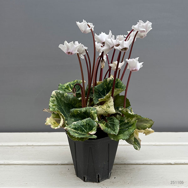 シクラメン（ミニ）：広原園さん変り咲き（25-10）斑入り3号ポット【現品販売】