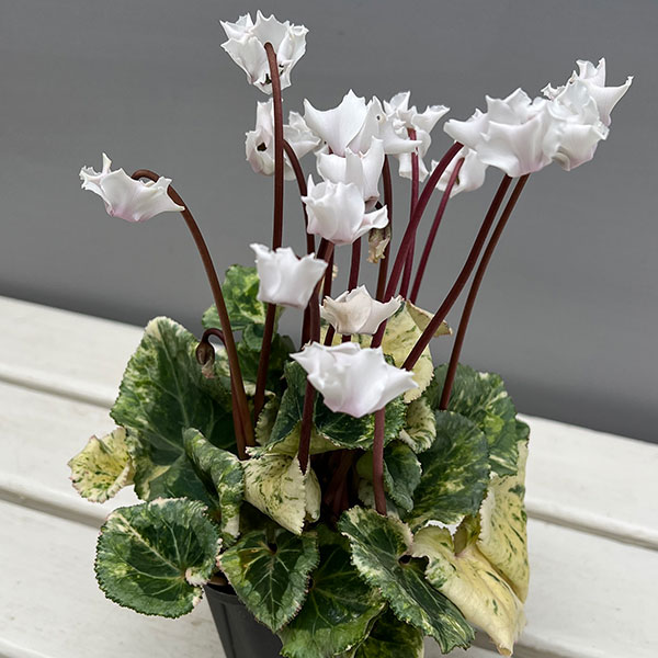 シクラメン（ミニ）：広原園さん変り咲き（25-10）斑入り3号ポット【現品販売】