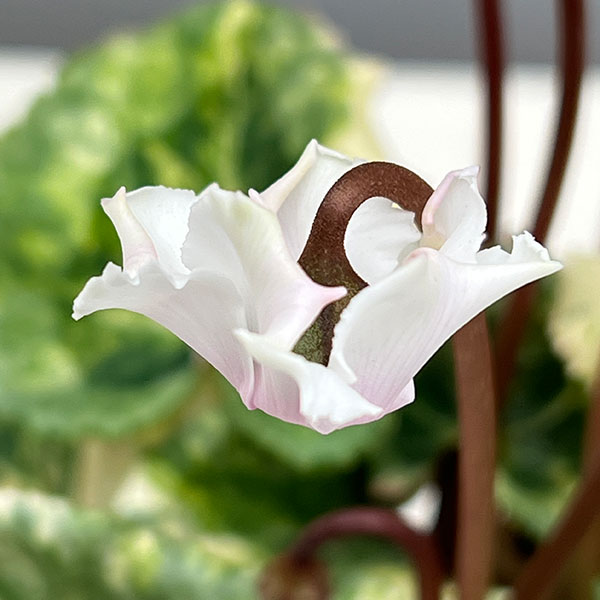 シクラメン（ミニ）：広原園さん変り咲き（25-10）斑入り3号ポット【現品販売】