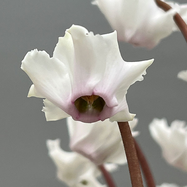 シクラメン（ミニ）：広原園さん変り咲き（25-10）斑入り3号ポット【現品販売】