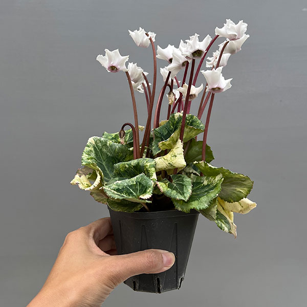 シクラメン（ミニ）：広原園さん変り咲き（25-10）斑入り3号ポット【現品販売】