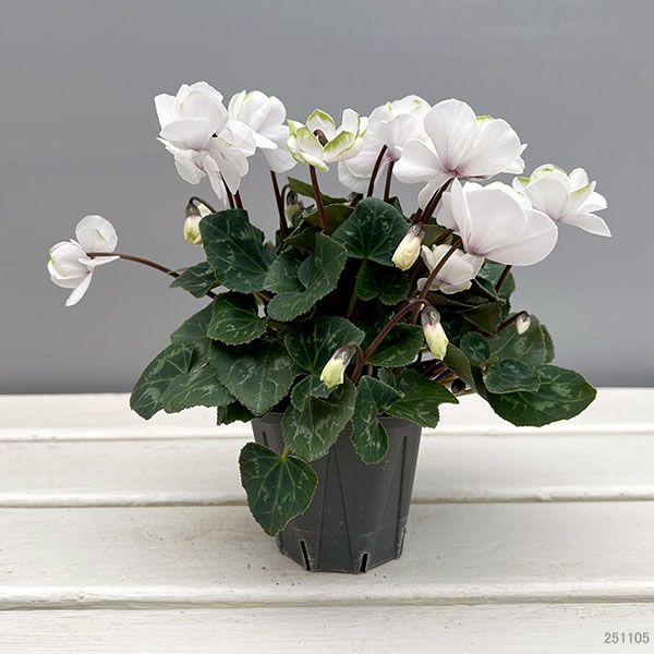 シクラメン（ミニ）：広原園さん変り咲き（25-11）エクストラミルク（抹茶ラテ）3号ポット【現品販売】