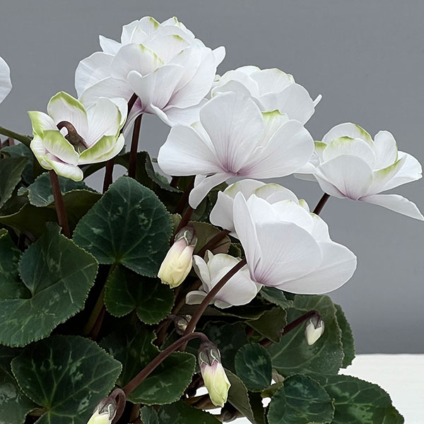 シクラメン（ミニ）：広原園さん変り咲き（25-11）エクストラミルク（抹茶ラテ）3号ポット【現品販売】