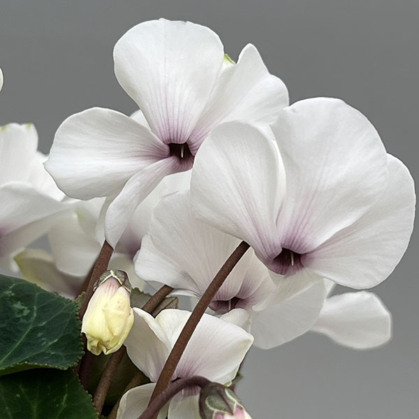 シクラメン（ミニ）：広原園さん変り咲き（25-11）エクストラミルク（抹茶ラテ）3号ポット【現品販売】