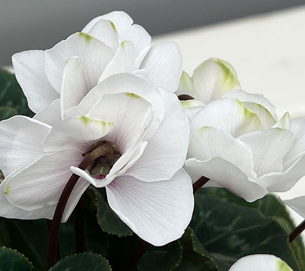 シクラメン（ミニ）：広原園さん変り咲き（25-11）エクストラミルク（抹茶ラテ）3号ポット【現品販売】