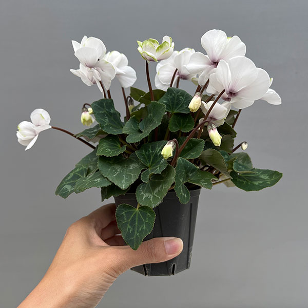 シクラメン（ミニ）：広原園さん変り咲き（25-11）エクストラミルク（抹茶ラテ）3号ポット【現品販売】