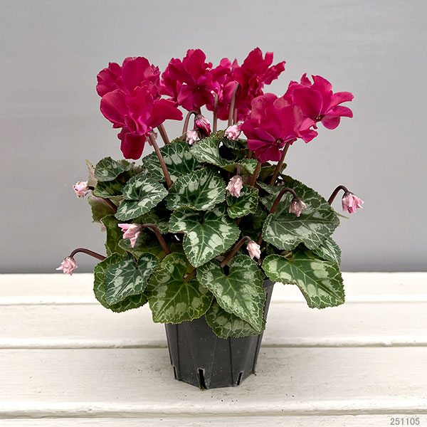 シクラメン（ミニ）：広原園さん変り咲き（25-12）ブレイズワインレッド3号ポット【現品販売】