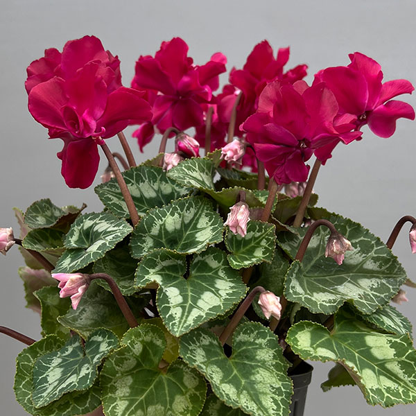 シクラメン（ミニ）：広原園さん変り咲き（25-12）ブレイズワインレッド3号ポット【現品販売】