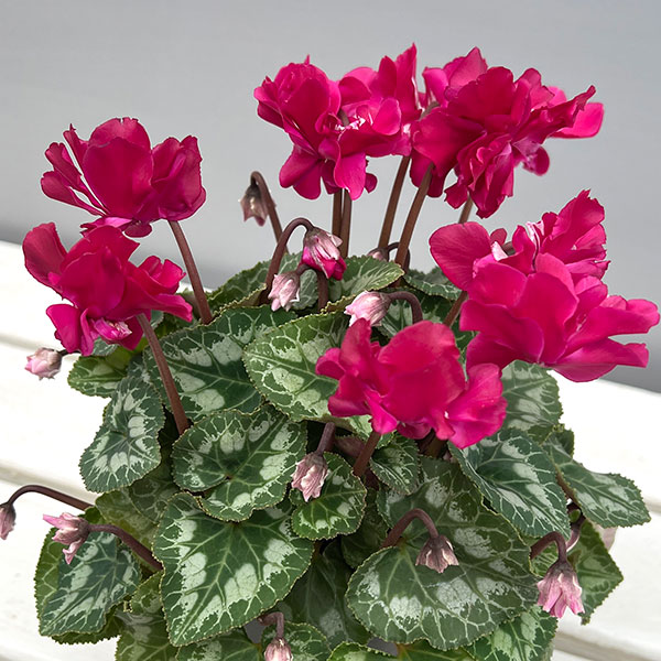 シクラメン（ミニ）：広原園さん変り咲き（25-12）ブレイズワインレッド3号ポット【現品販売】