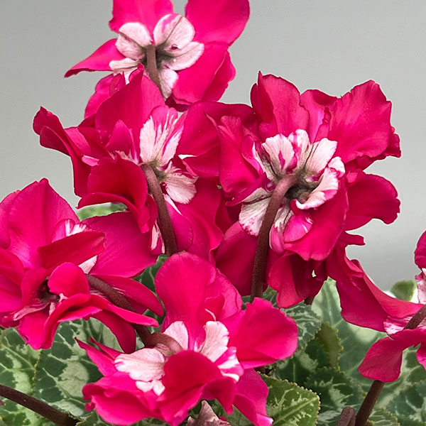 シクラメン（ミニ）：広原園さん変り咲き（25-12）ブレイズワインレッド3号ポット【現品販売】