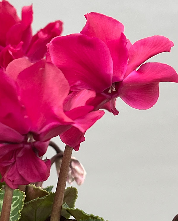 シクラメン（ミニ）：広原園さん変り咲き（25-12）ブレイズワインレッド3号ポット【現品販売】