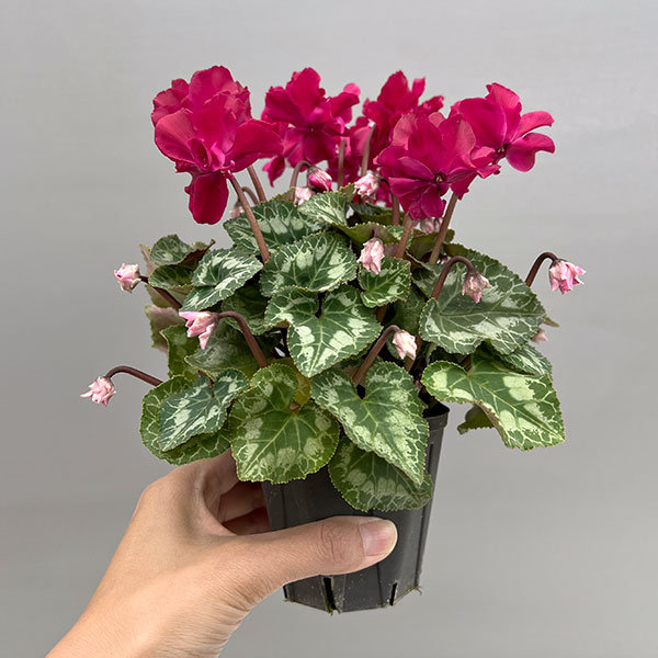 シクラメン（ミニ）：広原園さん変り咲き（25-12）ブレイズワインレッド3号ポット【現品販売】