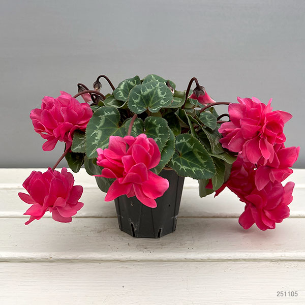 シクラメン（ミニ）：広原園さん変り咲き（25-14）ボンボン3号ポット【現品販売】