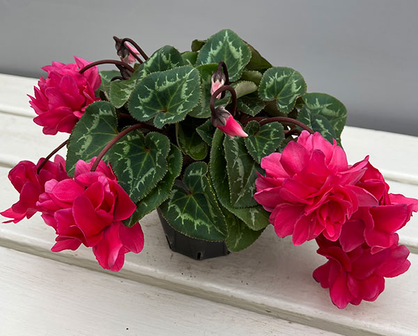 シクラメン（ミニ）：広原園さん変り咲き（25-14）ボンボン3号ポット【現品販売】