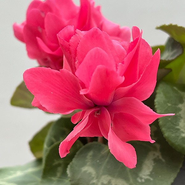 シクラメン（ミニ）：広原園さん変り咲き（25-14）ボンボン3号ポット【現品販売】