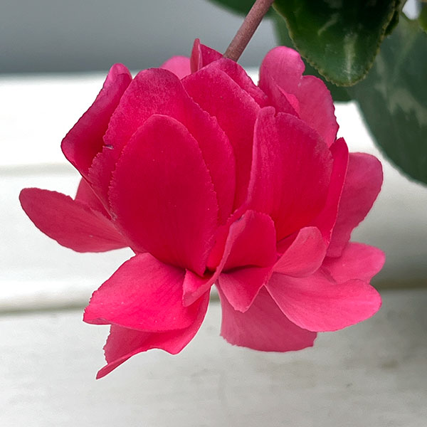 シクラメン（ミニ）：広原園さん変り咲き（25-14）ボンボン3号ポット【現品販売】