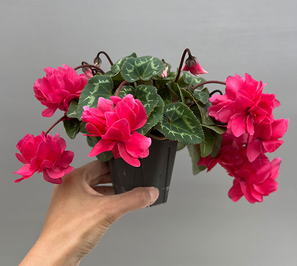 シクラメン（ミニ）：広原園さん変り咲き（25-14）ボンボン3号ポット【現品販売】