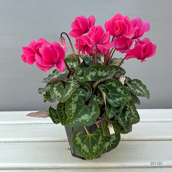 シクラメン(ミニ):広原園さん変り咲き(25-15)元祖スクリュースターピンク3号ポット【現品販売】