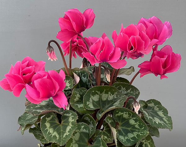 シクラメン(ミニ):広原園さん変り咲き(25-15)元祖スクリュースターピンク3号ポット【現品販売】