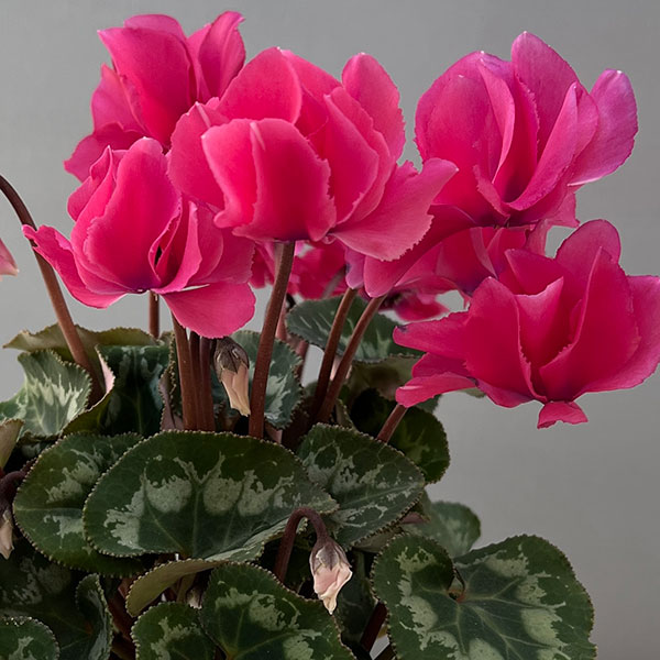 シクラメン(ミニ):広原園さん変り咲き(25-15)元祖スクリュースターピンク3号ポット【現品販売】