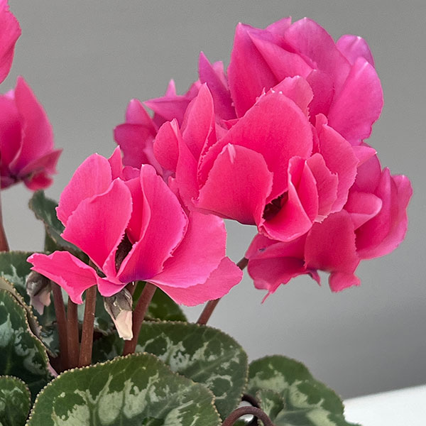 シクラメン(ミニ):広原園さん変り咲き(25-15)元祖スクリュースターピンク3号ポット【現品販売】