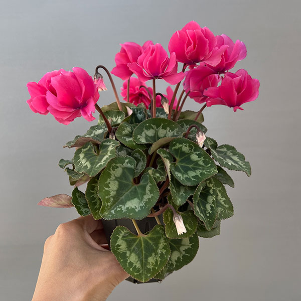 シクラメン(ミニ):広原園さん変り咲き(25-15)元祖スクリュースターピンク3号ポット【現品販売】