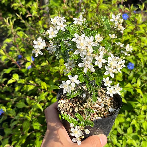 テンノウメ（ハイブリット）白花3号ポット