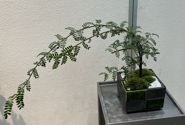 テンノウメ（ハイブリット）白花3号ポット