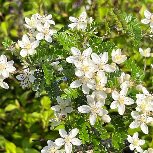 テンノウメ（ハイブリット）白花3号ポット