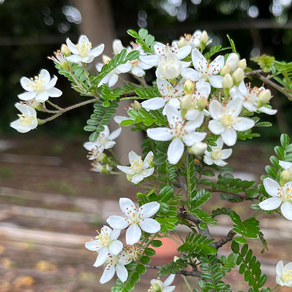 テンノウメ（ハイブリット）白花3号ポット